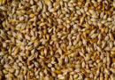 Worlds micro-est microbrew | scientist brews single barley seed vs 5-gal batch